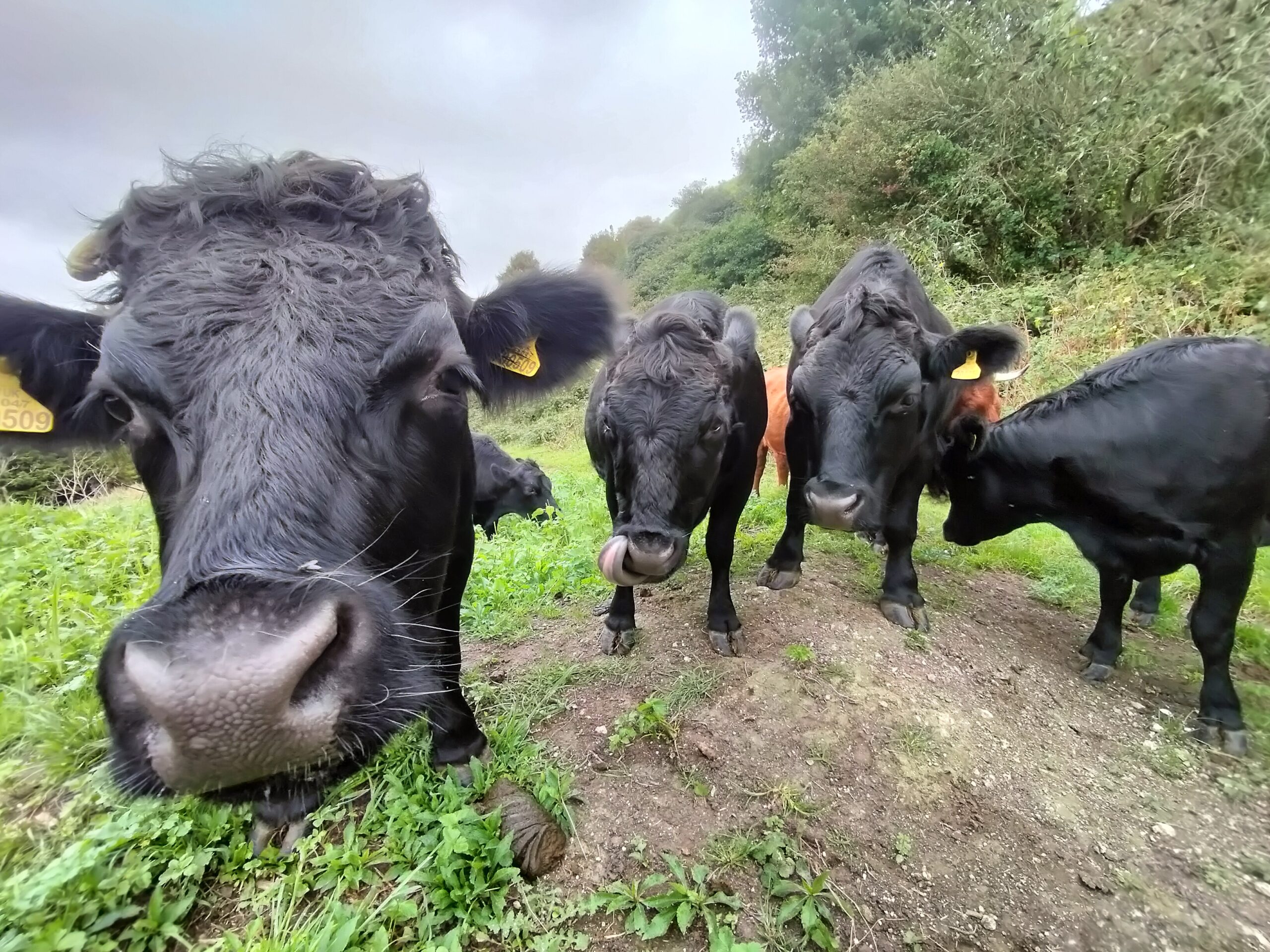 4 black cattle grazing 